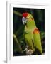 Red Fronted Macaw Portrait-Lynn M. Stone-Framed Photographic Print