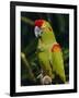 Red Fronted Macaw Portrait-Lynn M. Stone-Framed Photographic Print