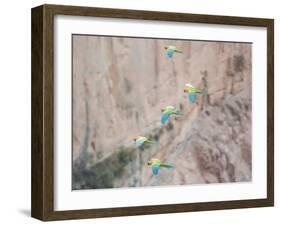 Red-Fronted Macaws, Ara Rubrogenys, in Flight Through Canyons in Torotoro National Park-Alex Saberi-Framed Photographic Print