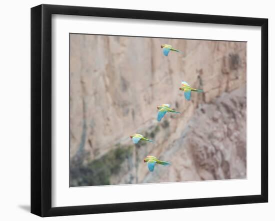 Red-Fronted Macaws, Ara Rubrogenys, in Flight Through Canyons in Torotoro National Park-Alex Saberi-Framed Photographic Print