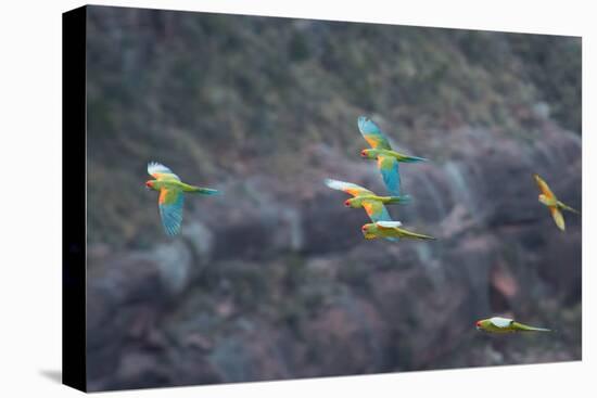 Red-Fronted Macaws, Ara Rubrogenys, in Flight Through Canyons in Torotoro National Park-Alex Saberi-Stretched Canvas