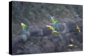 Red-Fronted Macaws, Ara Rubrogenys, in Flight Through Canyons in Torotoro National Park-Alex Saberi-Stretched Canvas