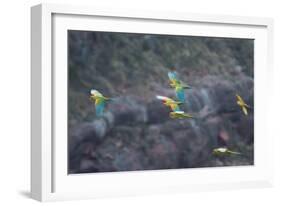 Red-Fronted Macaws, Ara Rubrogenys, in Flight Through Canyons in Torotoro National Park-Alex Saberi-Framed Photographic Print