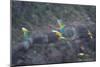 Red-Fronted Macaws, Ara Rubrogenys, in Flight Through Canyons in Torotoro National Park-Alex Saberi-Mounted Photographic Print