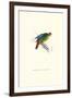 Red-Fronted Parakeet - Loriculus Philippinensis-Edward Lear-Framed Art Print