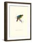 Red-Fronted Parakeet - Loriculus Philippinensis-Edward Lear-Framed Art Print