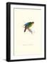 Red-Fronted Parakeet - Loriculus Philippinensis-Edward Lear-Framed Art Print