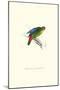 Red-Fronted Parakeet - Loriculus Philippinensis-Edward Lear-Mounted Art Print