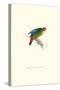 Red-Fronted Parakeet - Loriculus Philippinensis-Edward Lear-Stretched Canvas
