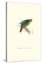 Red-Fronted Parakeet - Loriculus Philippinensis-Edward Lear-Stretched Canvas