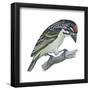 Red-Fronted Tinkerbird (Pogoniulus Pusillus), Birds-Encyclopaedia Britannica-Framed Poster