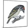 Red-Fronted Tinkerbird (Pogoniulus Pusillus), Birds-Encyclopaedia Britannica-Mounted Poster