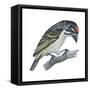 Red-Fronted Tinkerbird (Pogoniulus Pusillus), Birds-Encyclopaedia Britannica-Framed Stretched Canvas