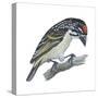 Red-Fronted Tinkerbird (Pogoniulus Pusillus), Birds-Encyclopaedia Britannica-Stretched Canvas