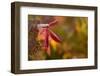 Red frost leaves on blur background-Paivi Vikstrom-Framed Photographic Print