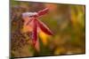 Red frost leaves on blur background-Paivi Vikstrom-Mounted Photographic Print