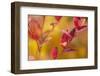 Red frost leaves on natural background, bright color-Paivi Vikstrom-Framed Photographic Print