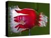 Red Fruit Die-Alan Sailer-Stretched Canvas