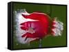 Red Fruit Die-Alan Sailer-Framed Stretched Canvas