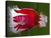 Red Fruit Die-Alan Sailer-Stretched Canvas