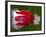 Red Fruit Die-Alan Sailer-Framed Photographic Print