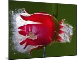 Red Fruit Die-Alan Sailer-Mounted Photographic Print