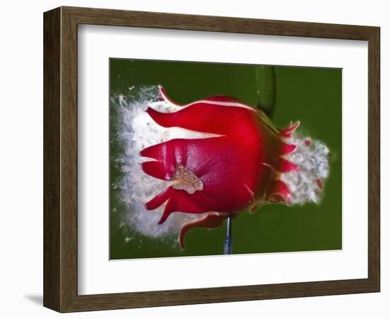 Red Fruit Die-Alan Sailer-Framed Photographic Print