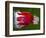 Red Fruit Die-Alan Sailer-Framed Photographic Print