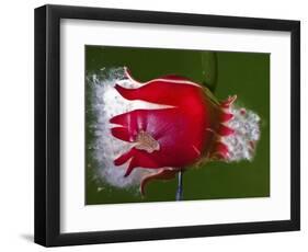 Red Fruit Die-Alan Sailer-Framed Photographic Print