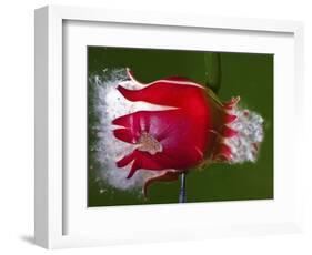 Red Fruit Die-Alan Sailer-Framed Photographic Print