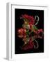 Red fruits-Aida Ianeva-Framed Photographic Print