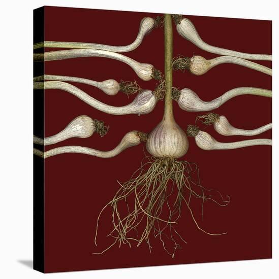 Red Garlic Bulbs-null-Stretched Canvas