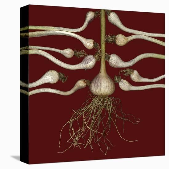 Red Garlic Bulbs-null-Stretched Canvas