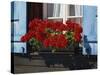 Red Geraniums and Blue Shutters, Bort, Grindelwald, Bern, Switzerland, Europe-Tomlinson Ruth-Stretched Canvas