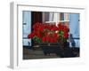 Red Geraniums and Blue Shutters, Bort, Grindelwald, Bern, Switzerland, Europe-Tomlinson Ruth-Framed Photographic Print