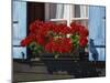 Red Geraniums and Blue Shutters, Bort, Grindelwald, Bern, Switzerland, Europe-Tomlinson Ruth-Mounted Photographic Print