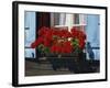 Red Geraniums and Blue Shutters, Bort, Grindelwald, Bern, Switzerland, Europe-Tomlinson Ruth-Framed Photographic Print