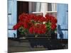 Red Geraniums and Blue Shutters, Bort, Grindelwald, Bern, Switzerland, Europe-Tomlinson Ruth-Mounted Photographic Print