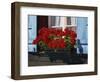 Red Geraniums and Blue Shutters, Bort, Grindelwald, Bern, Switzerland, Europe-Tomlinson Ruth-Framed Photographic Print