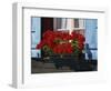 Red Geraniums and Blue Shutters, Bort, Grindelwald, Bern, Switzerland, Europe-Tomlinson Ruth-Framed Photographic Print