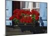 Red Geraniums and Blue Shutters, Bort, Grindelwald, Bern, Switzerland, Europe-Tomlinson Ruth-Mounted Photographic Print