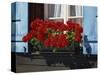 Red Geraniums and Blue Shutters, Bort, Grindelwald, Bern, Switzerland, Europe-Tomlinson Ruth-Stretched Canvas