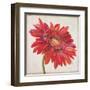 Red Gerber Daisy-Patricia Pinto-Framed Art Print