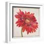 Red Gerber Daisy-Patricia Pinto-Framed Art Print