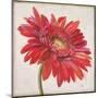 Red Gerber Daisy-Patricia Pinto-Mounted Art Print