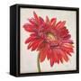 Red Gerber Daisy-Patricia Pinto-Framed Stretched Canvas