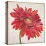 Red Gerber Daisy-Patricia Pinto-Stretched Canvas