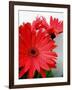 Red Gerber I-Herb Dickinson-Framed Photographic Print