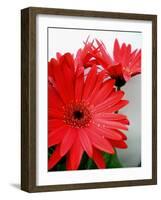 Red Gerber I-Herb Dickinson-Framed Photographic Print