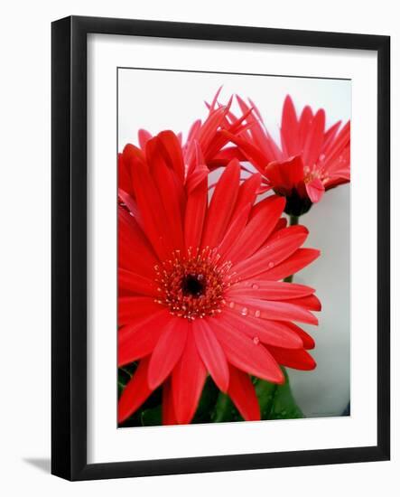 Red Gerber I-Herb Dickinson-Framed Photographic Print